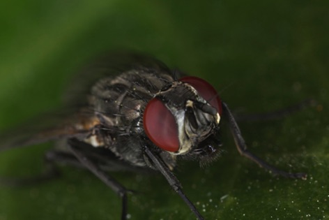 Mosca
